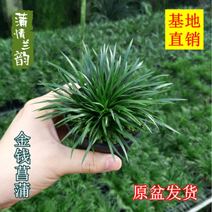 金钱虎须黄金姬水培常青办公摆件小绿植盆栽兰花 菖蒲草微型盆景