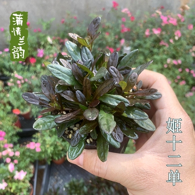 姬十二单 巧克力片 花叶筋骨草地被多年生宿根植物露天花园庭院