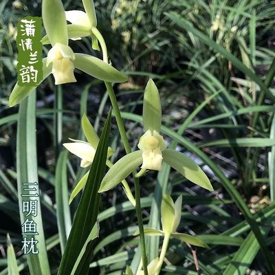 兰花苗建兰三明好养绿植花卉盆栽