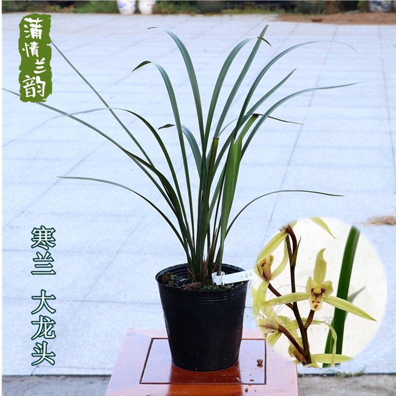 兰花苗寒兰阔叶 大龙头 冬季带花苞 绿植物花卉盆栽室内客厅办公