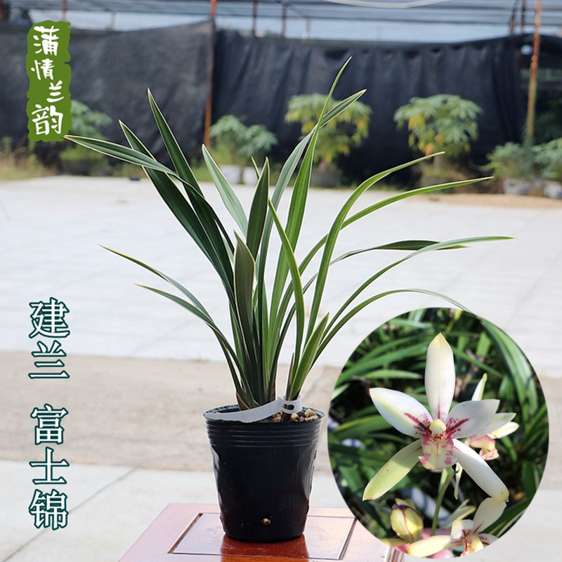 兰花苗四季兰建兰 富士锦 金边花卉绿植盆栽室内植物夏秋开花