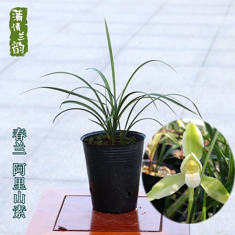 兰花苗春兰阿里山素 花浓香办公室茶桌素心花卉绿植盆栽植物