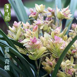 兰花苗夏季带花苞建兰四季兰富山奇蝶绿植小盆栽花卉办公室矮种