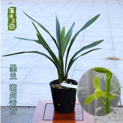 潮州素荷素心室内绿植开花报岁兰