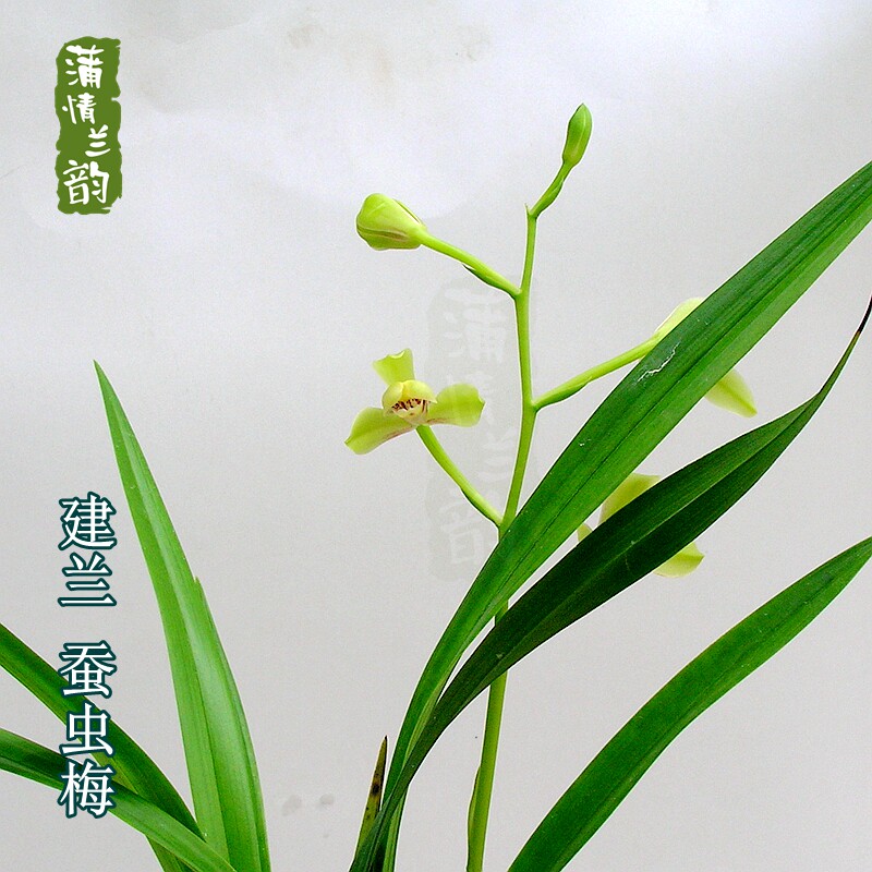 夏季带花苞 兰花苗建兰四季兰 蚕虫梅室内花卉植物