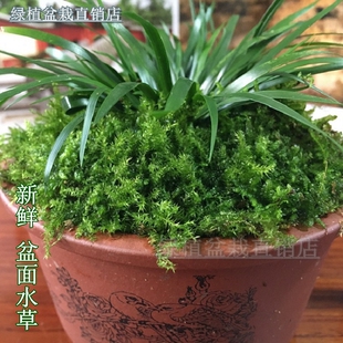 绿苔藓活体水草 兰花金线莲铁皮石斛盆面装饰美观