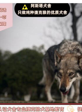 江苏南通纯捷克狼繁育犬舍