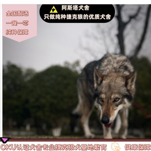江苏南通纯捷克狼繁育犬舍