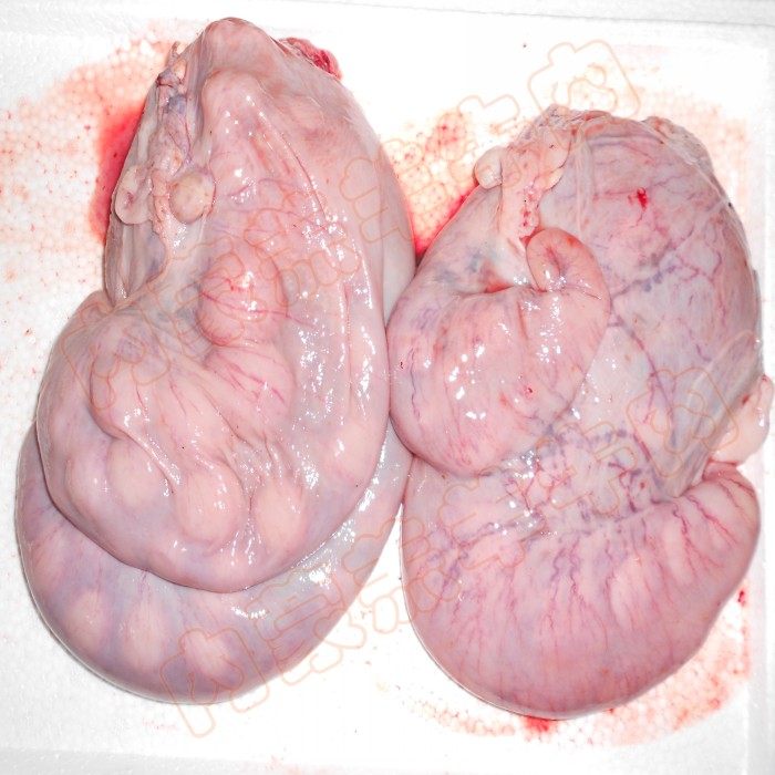 苏北新鲜羊胚盘