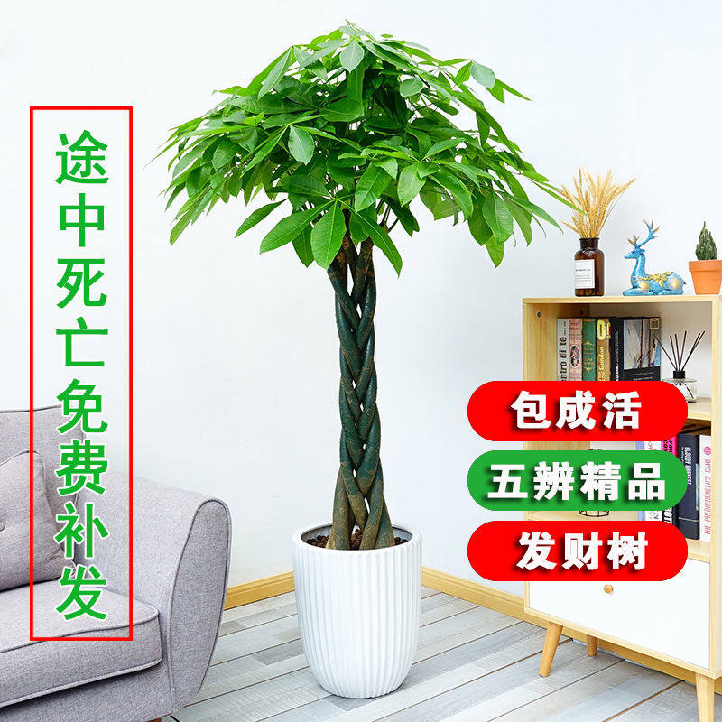 发财树独杆辫子盆栽绿植室内花卉发财树客厅办公室绿植四季常青,鲜花速递/花卉仿真/绿植园艺,绿植,淘宝优惠券,粉丝福利购,淘宝优惠卷