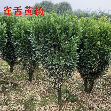 独杆雀舌黄杨球庭院造型匙叶盆景桩绿植黄杨树常青瓜子小叶黄杨苗