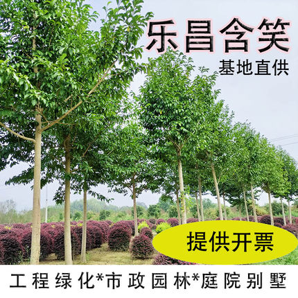乐昌含笑树苗深山含笑大树广东南方白兰花树景烈白兰树景烈含笑树