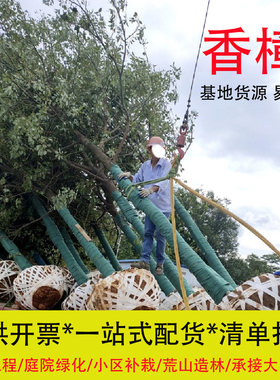 包移栽成活香樟树经济实惠造林苗