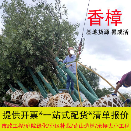 香樟树苗大树庭院原生香樟小苗小叶香樟截杆树樟树造林绿化树小苗