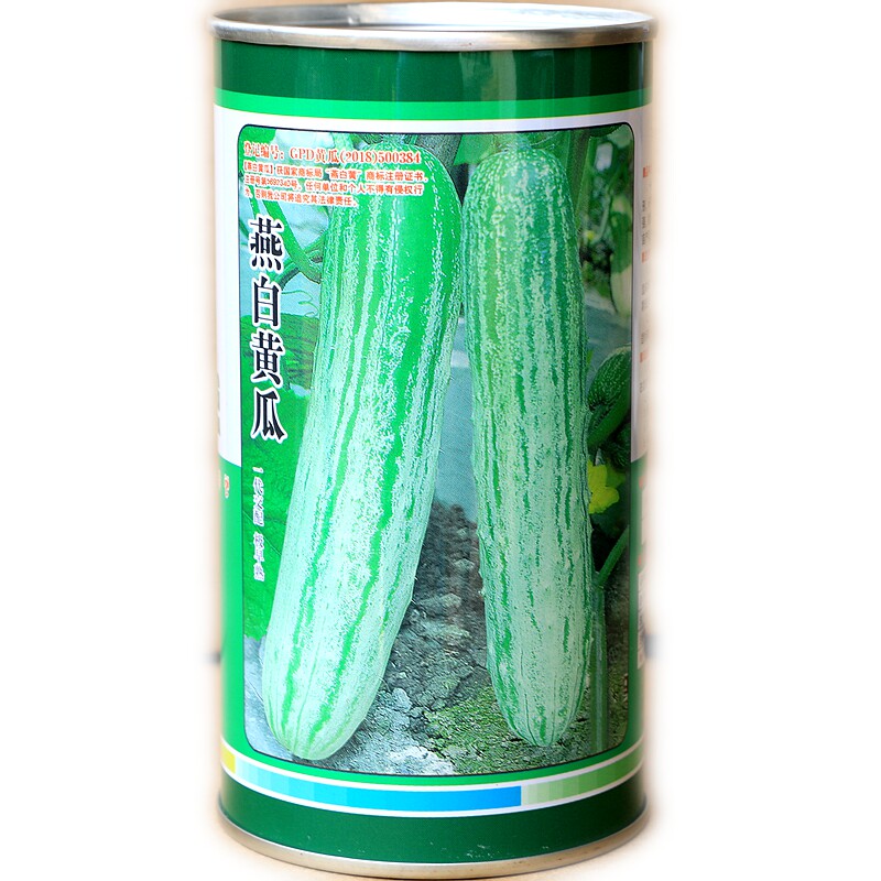 极早熟燕白黄瓜黄瓜种子科光