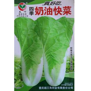 四季奶油快菜种子生长速度快早熟无茸毛叶片嫩浅绿耐热耐湿高产