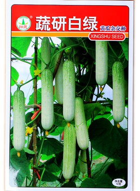 黄瓜种子兴蔬蔬研白绿