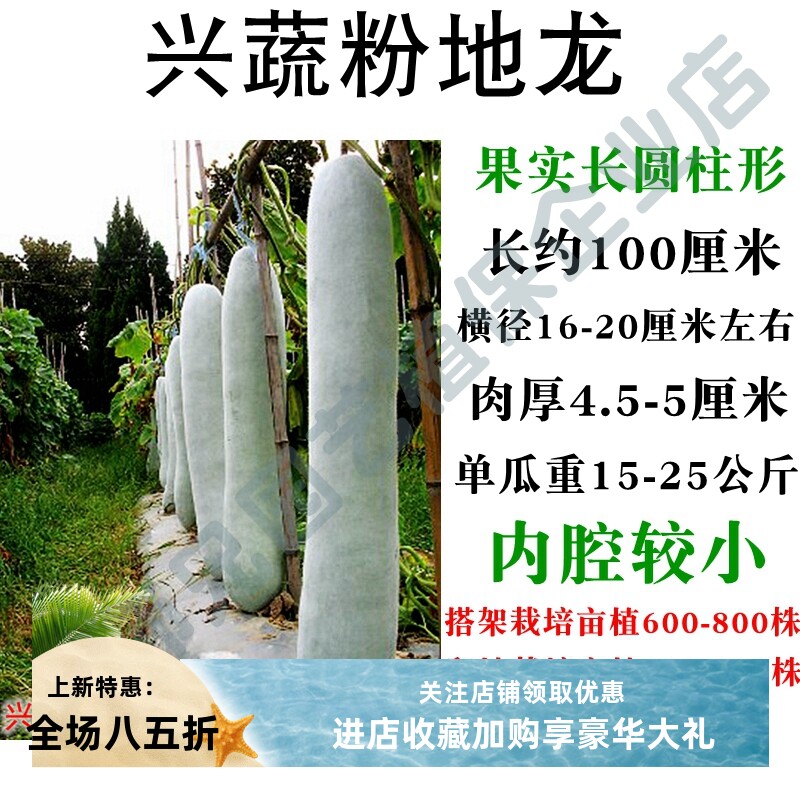 冬瓜种子兴蔬粉地龙粉铁龙墨地龙黑冠铁心黑皮墨早龙炮弹形长冬瓜