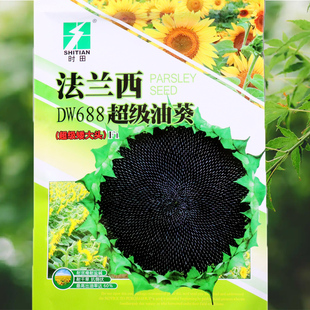 法兰西新款DW688油葵种子矮大头中油酸品种耐贫瘠盐碱干旱抗倒伏