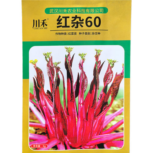 红菜苔早熟耐热耐寒小叶无蜡粉