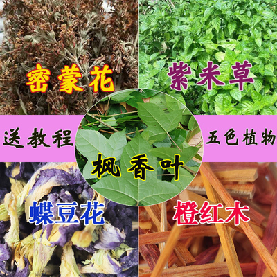 广西五色糯米饭植物枫密蒙花寿司
