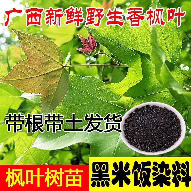 广西土枫香树苗黑色米饭枫树苗