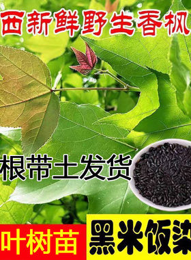 广西土枫香树苗黑色米饭枫树苗