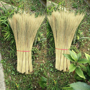 广西糯米禾杆草稻草心绑粽子稻草烧灰水粽子粑糯米禾草芯稻谷编织