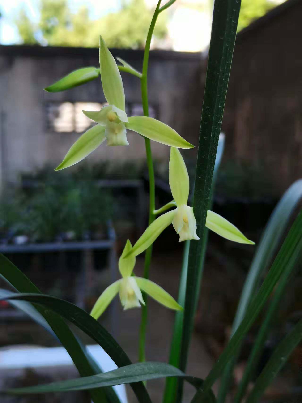 兰花苗带花苞名贵花卉建兰四季兰鱼魫大贡浓香自然养老种庭院盆栽