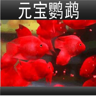 血红鹦鹉鱼活体发财鱼水红赏财神热带GBW观鱼鱼宠物银龙好养风招
