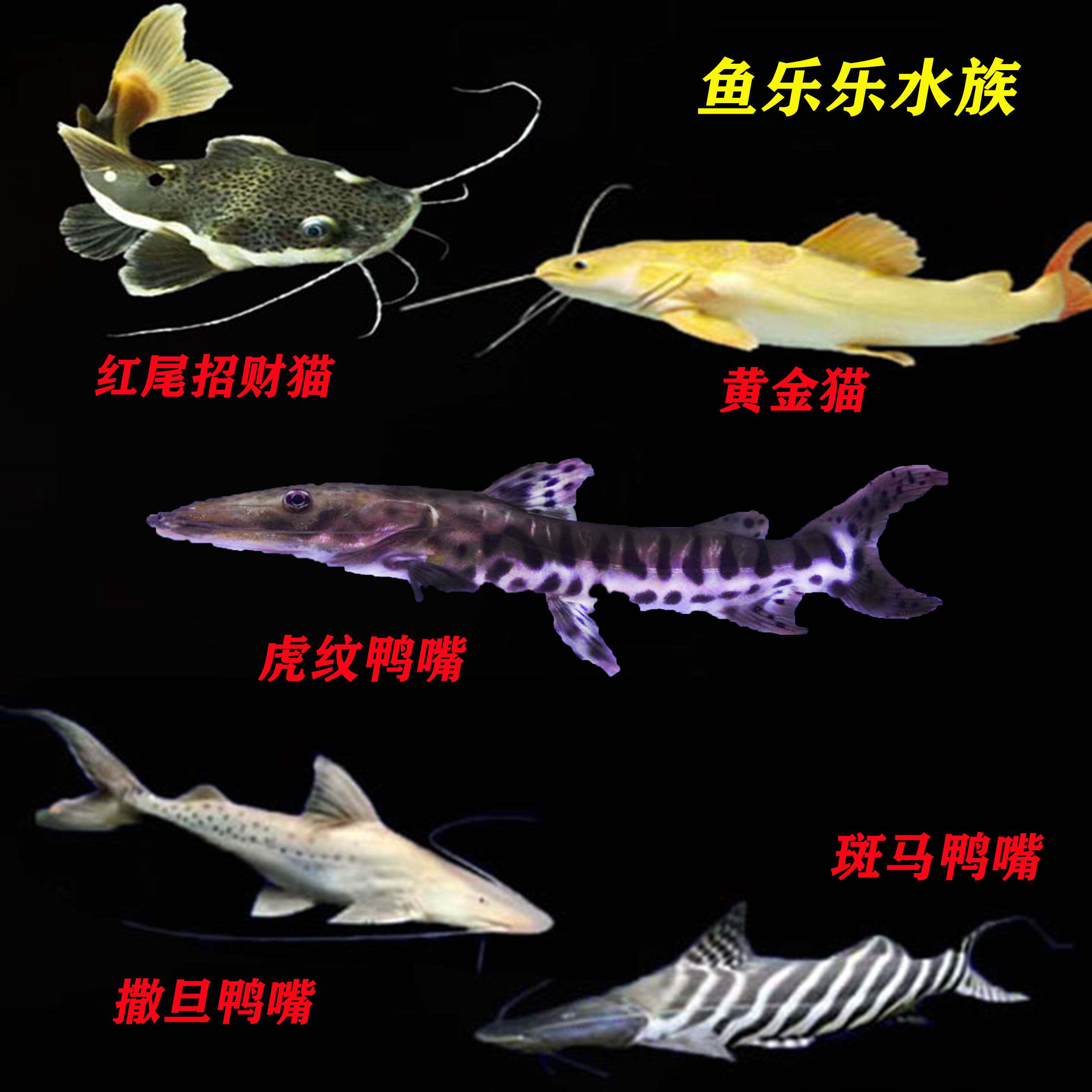 招财猫鱼红尾猫狗仔中大型底层鱼虎纹鸭嘴鱼撒旦鸭嘴鱼黄金招财猫