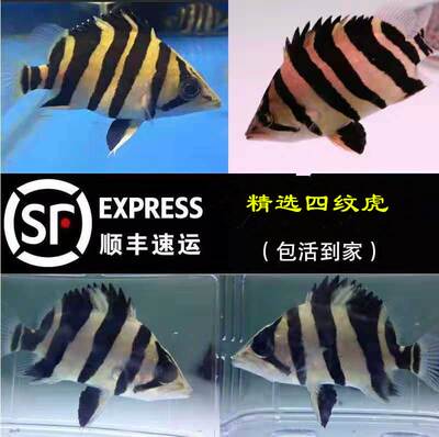 泰国三纹虎鱼印尼四纹虎鱼苗特惠鱼观赏鱼热带活体苏虎龙鱼配鱼