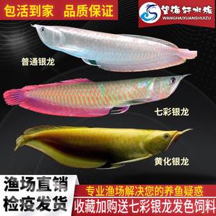 银龙鱼活鱼苗七彩银龙鱼大型热带观赏鱼黄化红眼银龙鱼招财鱼淡水