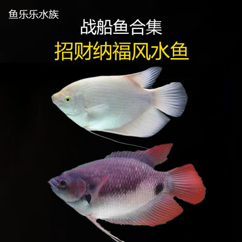 红眼招财鱼战船鱼热带鱼活体黄金战船古战船大型风水鱼发财鱼包邮