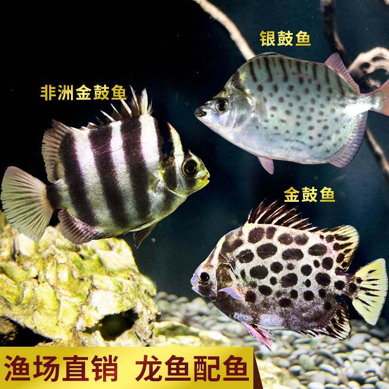 非洲金鼓鱼银鼓鱼活体豹点金钱多纹蝶鱼马达加斯加虎鱼龙鱼配鱼