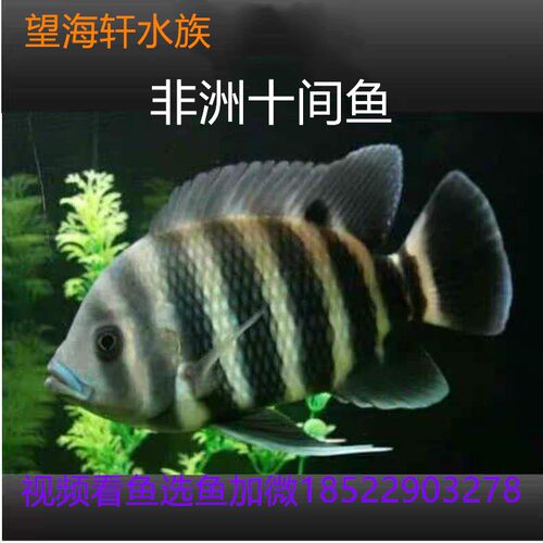 十间鱼淡水鱼热带观赏鱼非洲十间布隆迪六间印尼虎便变明活体