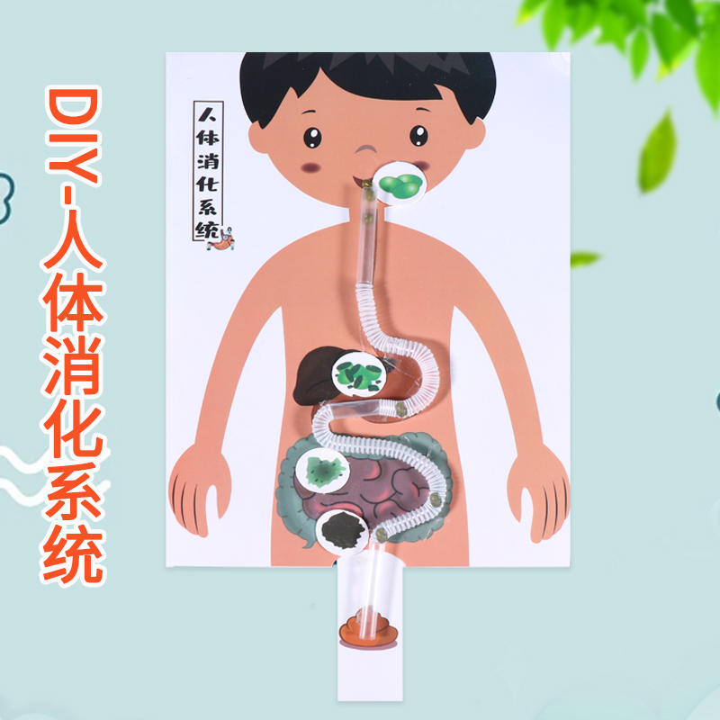 人体消化路径图系统器官拼