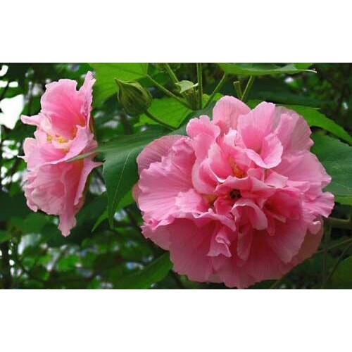 三色重瓣芙蓉花苗/拒霜花/木莲/华木
