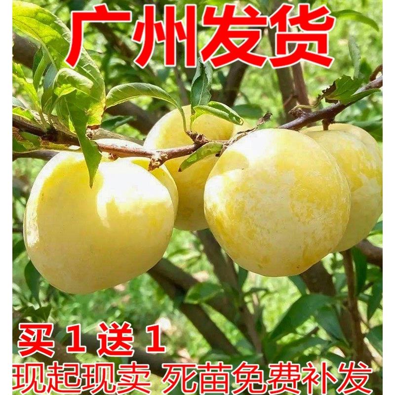 黄金奈李子树苗当年结果脆李南方种植四川贵州嫁接李子苗北方种植