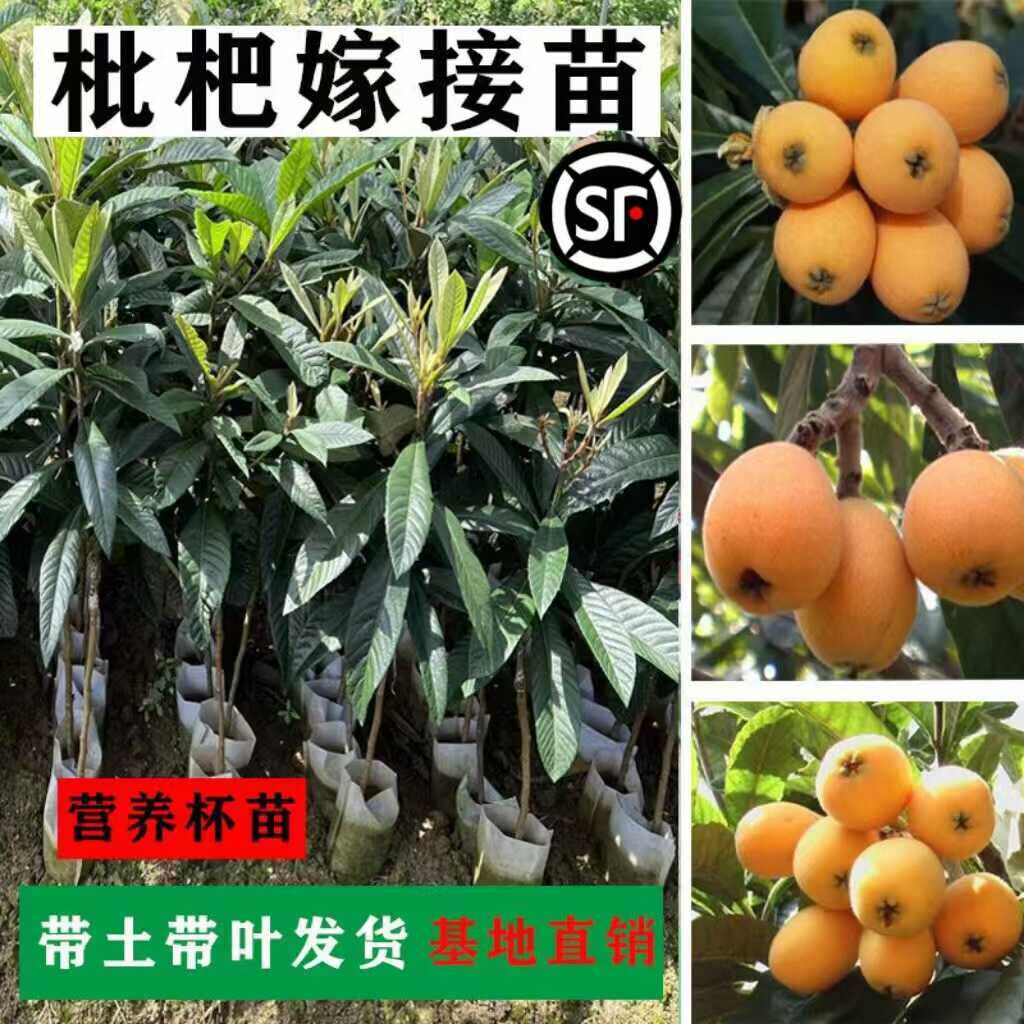 大五星枇杷果树果苗嫁接特大果无核白玉枇杷苗树常绿庭院阳台盆栽