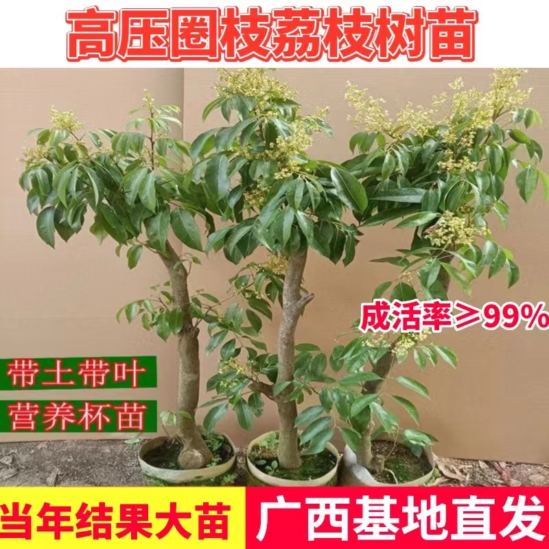 高压圈枝荔枝树苗老桩荔枝矮化荔枝树苗阳台盆栽南方种植当年结果