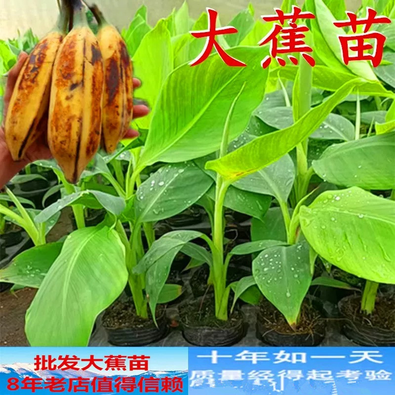 大蕉苗芭蕉苗香蕉苗红香蕉苗荔枝苗红肉菠萝蜜苗猫山王榴莲树苗