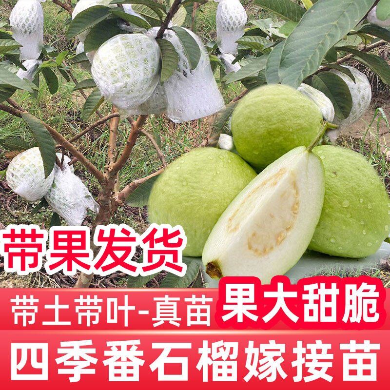 番石榴果树苗嫁接四季珍珠奶油帝王红宝石无籽胭脂红心西瓜芭乐苗