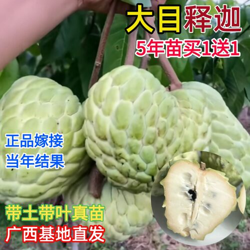 大目释迦果嫁接树苗台湾释迦榴莲释迦番荔枝苗南北方种植当年结果