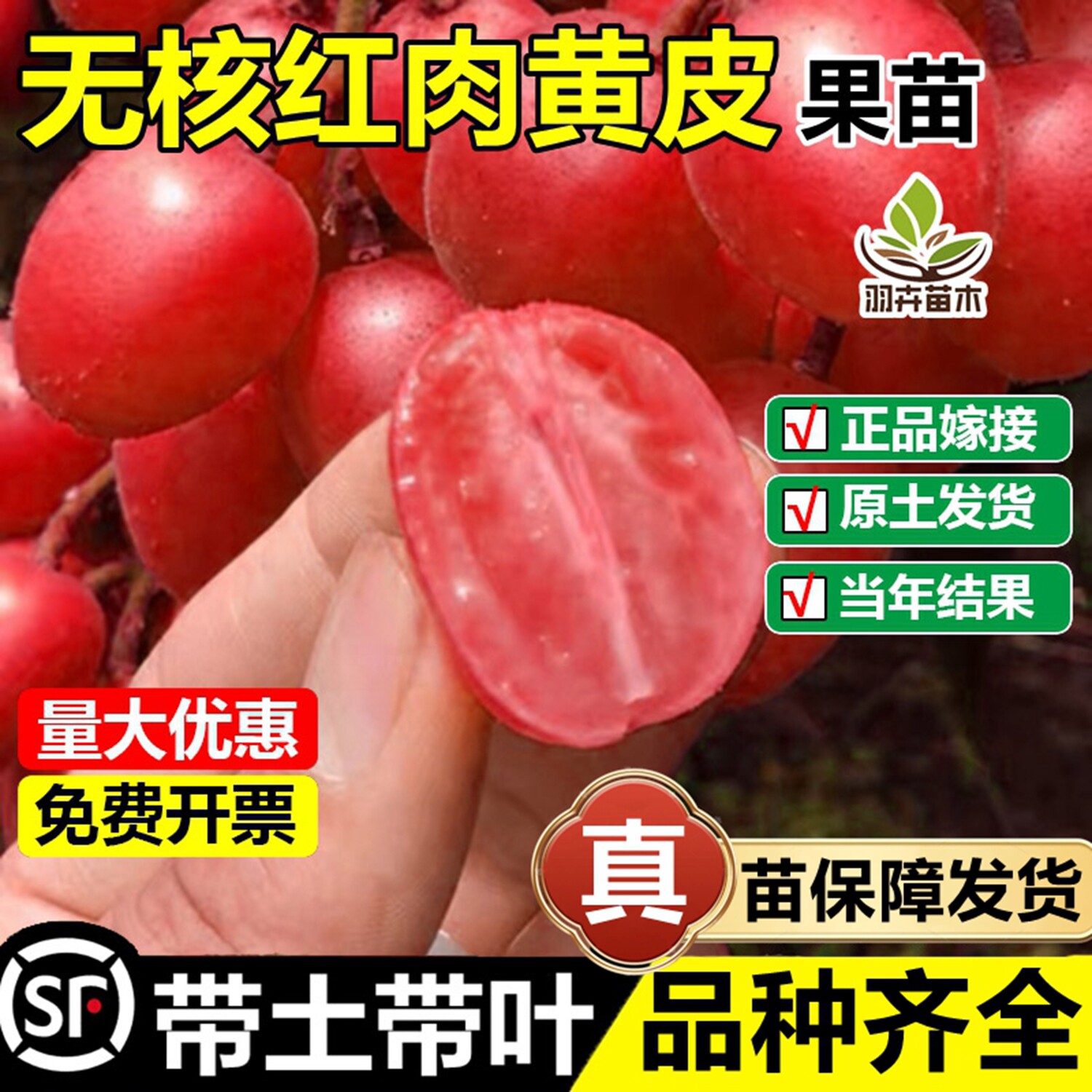 新品种红肉无核黄皮嫁接果树苗贵妃黑金刚冰糖纯甜黄皮苗当年结果