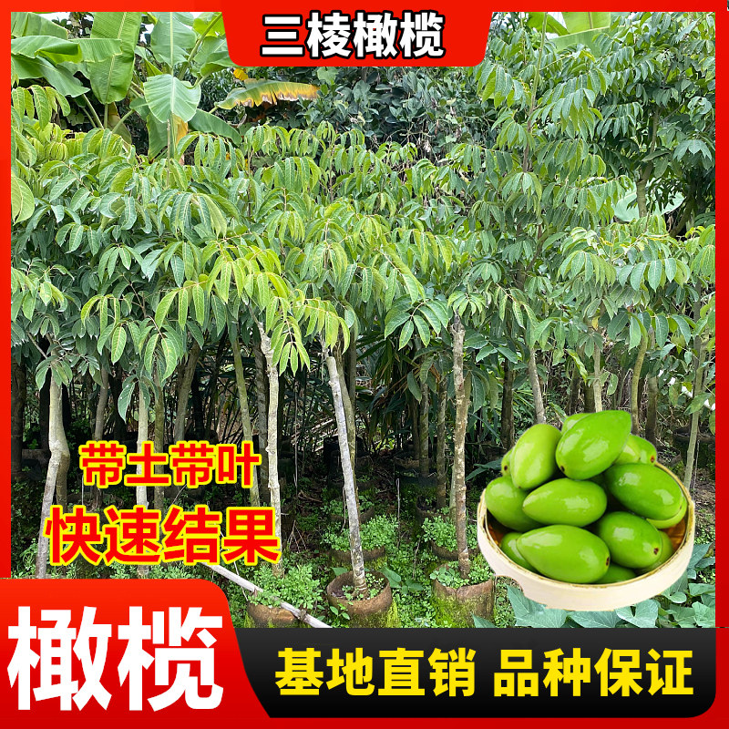 正宗三棱橄榄果树苗苏州甘甜橄榄果树苗青橄榄金玉三捻特大橄榄苗