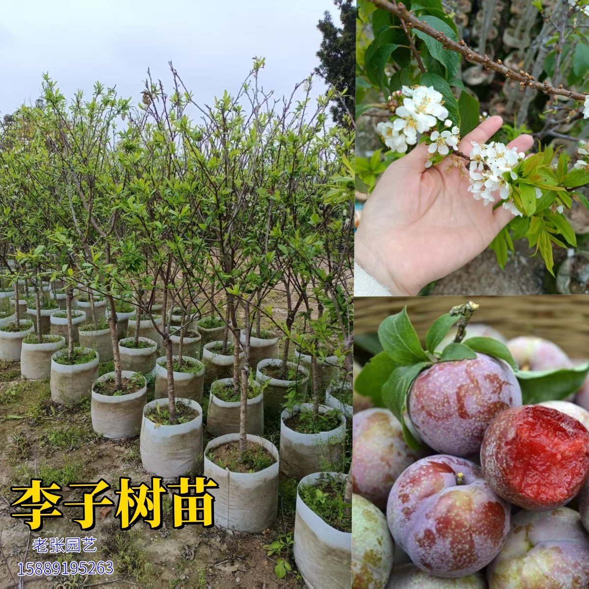 李子树苗南方种植红心三华李树苗青脆三月早李早熟嫁接苗多汁水果