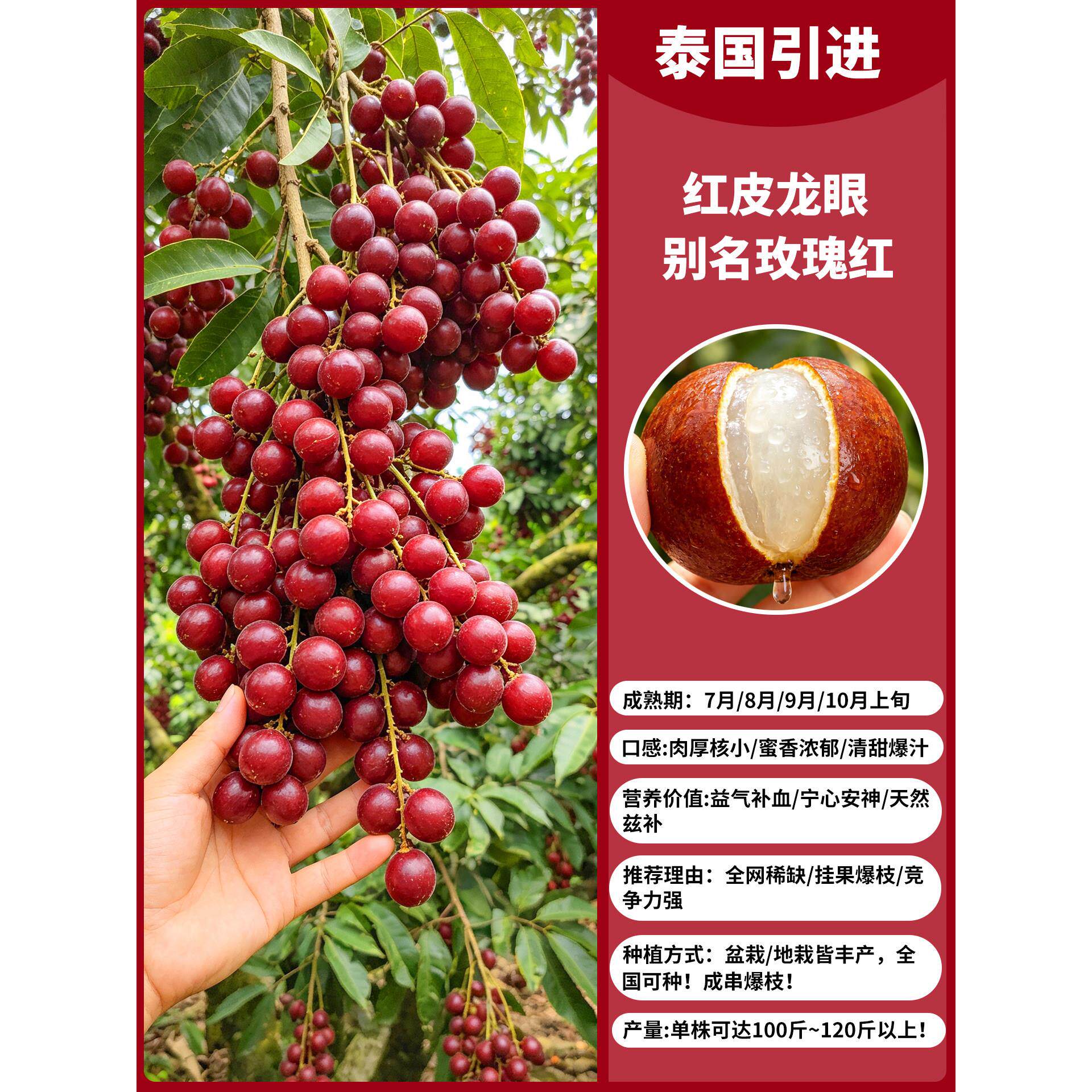 网红水果红皮龙眼树苗嫁接苗带土现挖阳台庭院盆栽易活当年结果