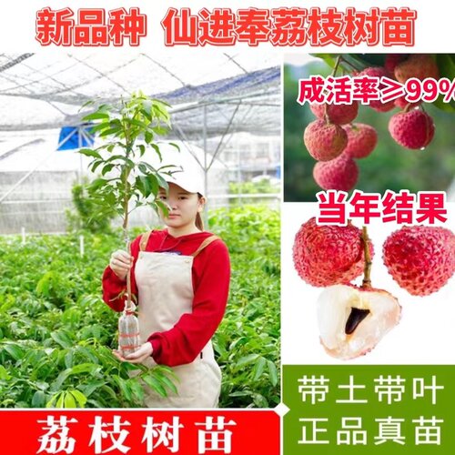新品种荔枝树苗先进奉冰荔无核荔枝树苗马贵荔枝高端品种盆栽地栽