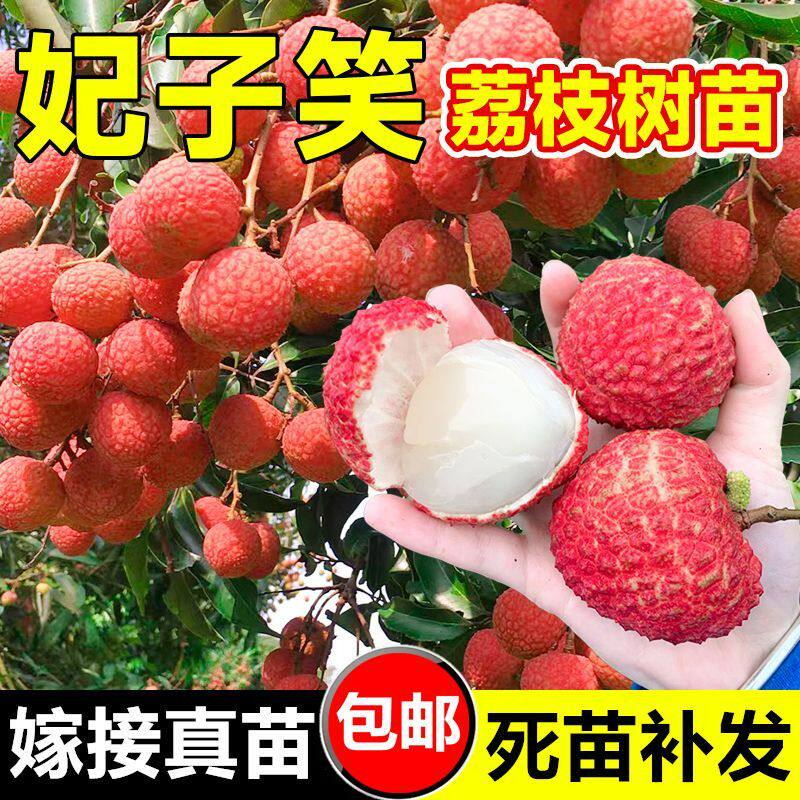 【优选苗】荔枝树苗嫁接桂味冰荔仙进奉无核妃子笑早熟南方荔枝苗